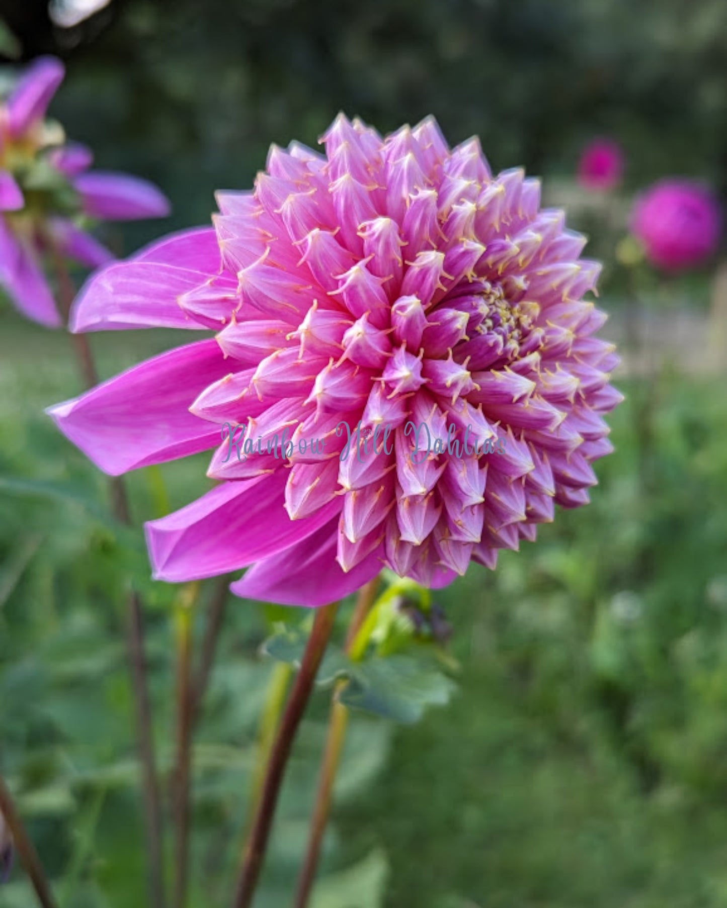 Anemone Mix - Dahlia Seeds - 25 Seeds