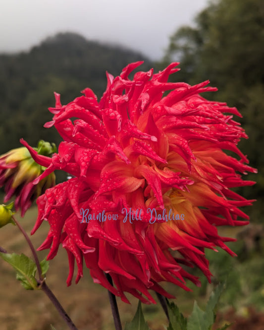 Bloomquist Staghorn