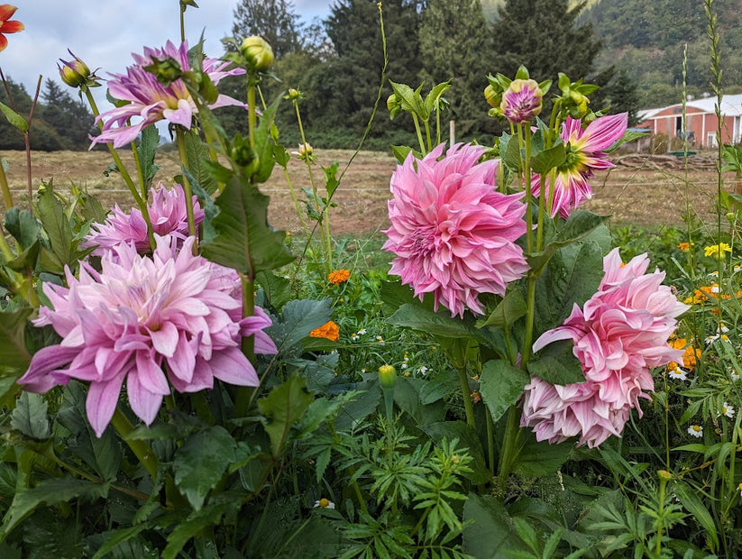 CAL Royal – Rainbow Hill Dahlias