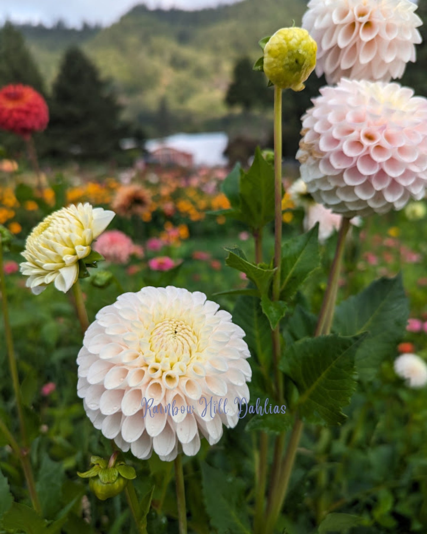 Camano Zoe Seed Parent - Dahlia Seeds - 25 Seeds