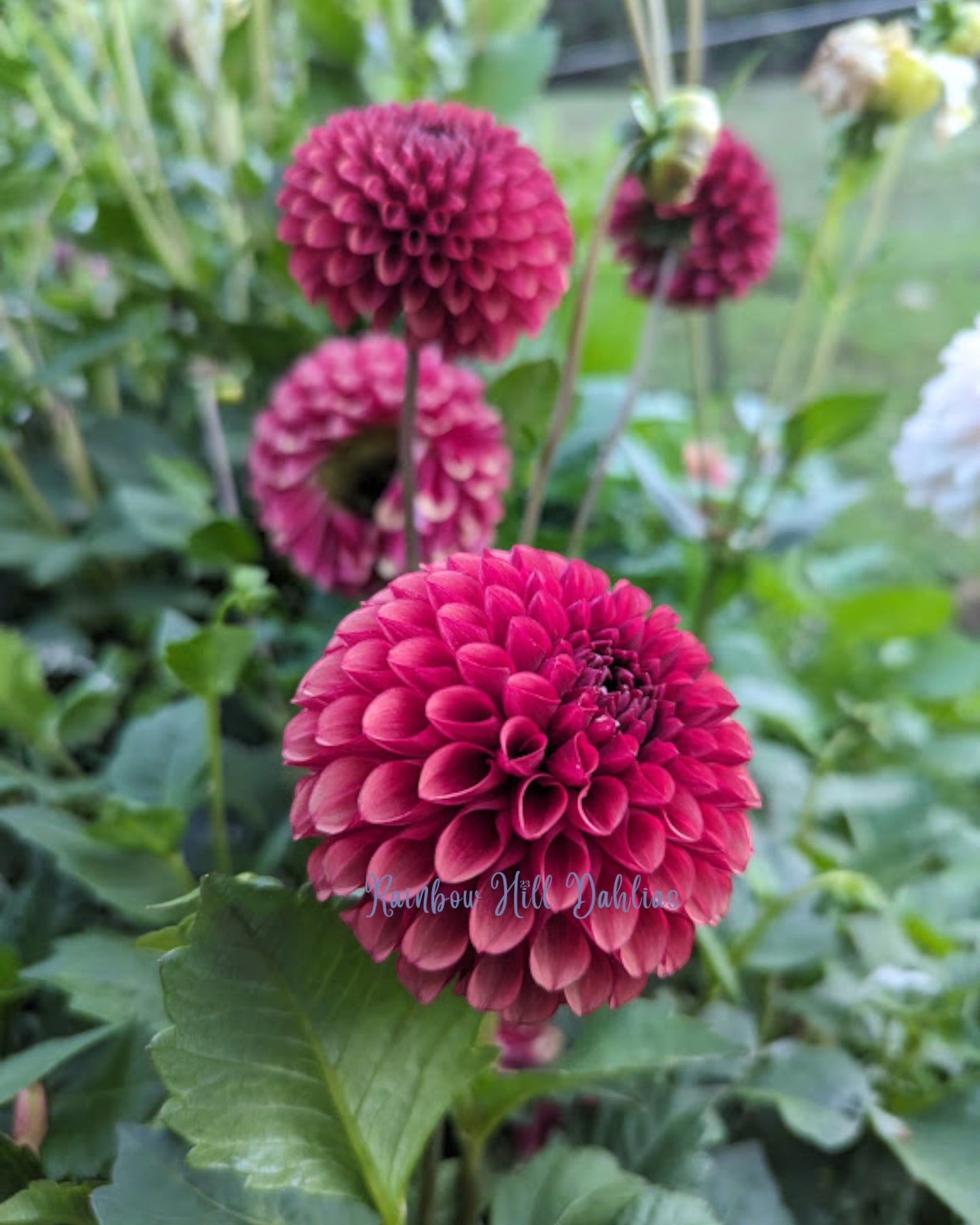 Copper Boy Seed Parent - Dahlia Seeds - 15 Seeds