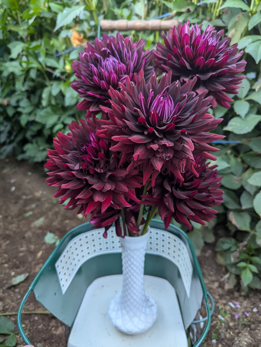 Gardener's Delight