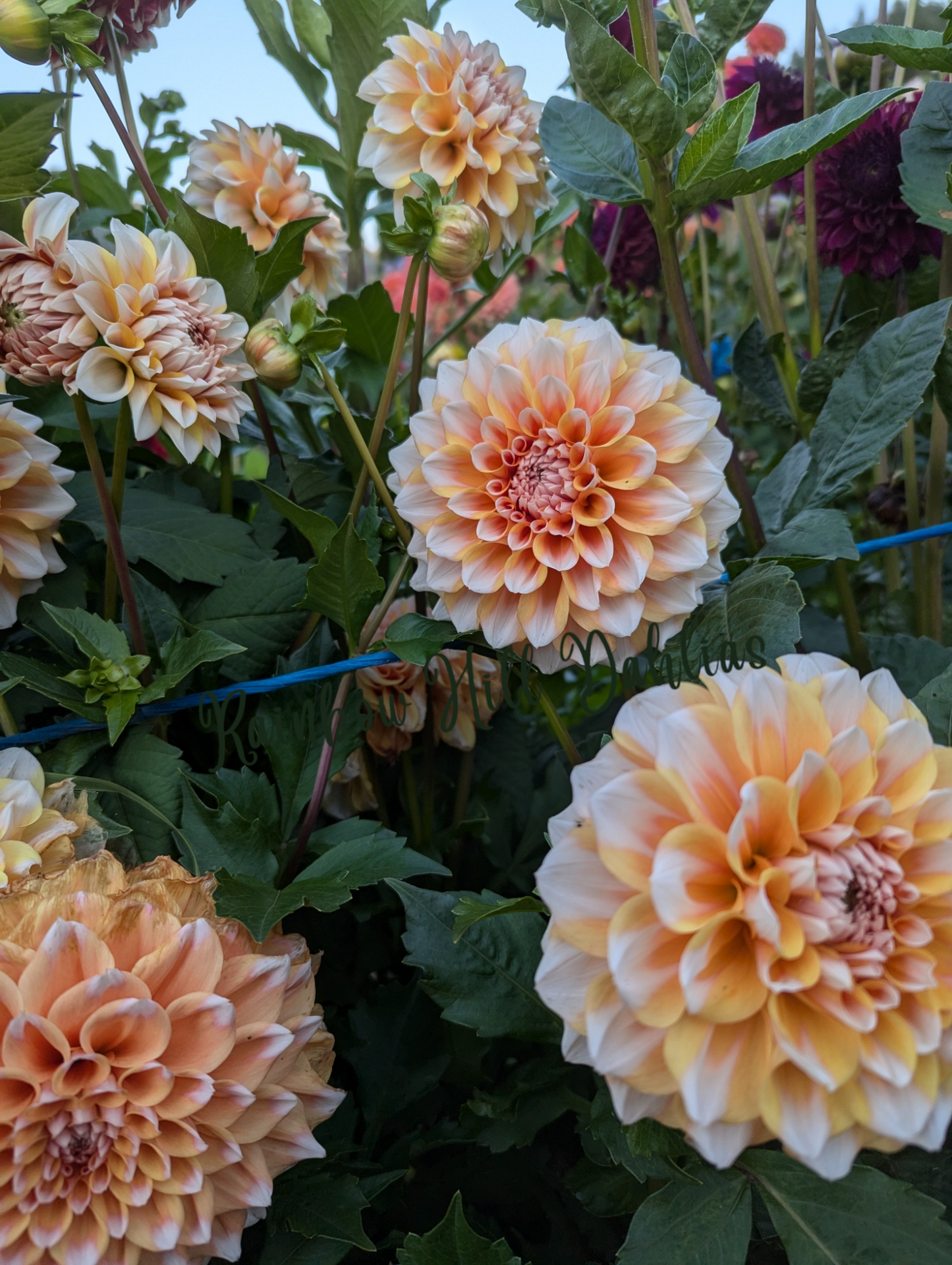 Hollyhill Orange Ice