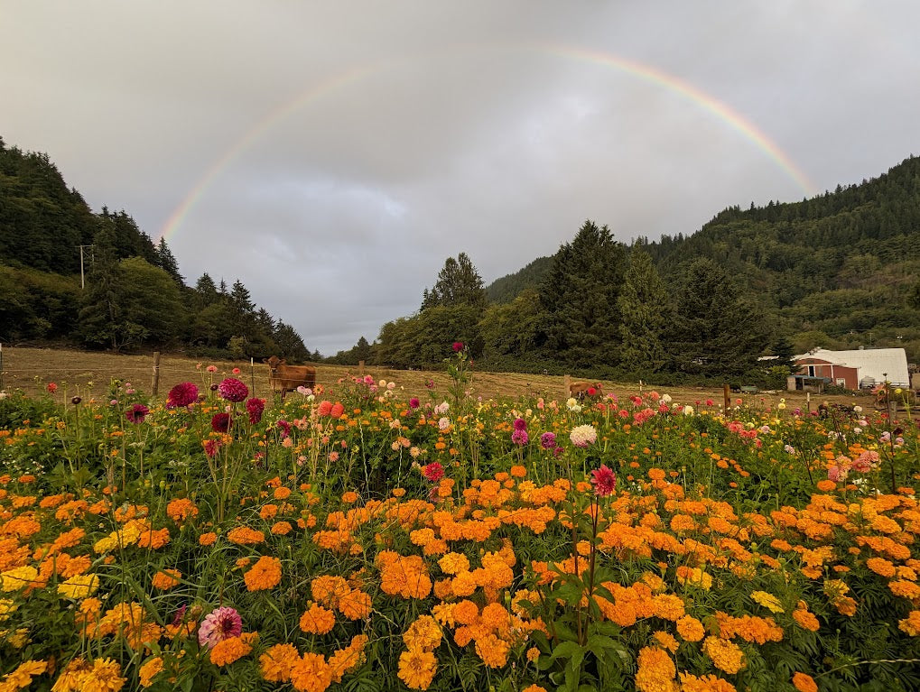 Other Seeds - California Giant Marigolds - DONATION PROJECT +/-50 Seeds