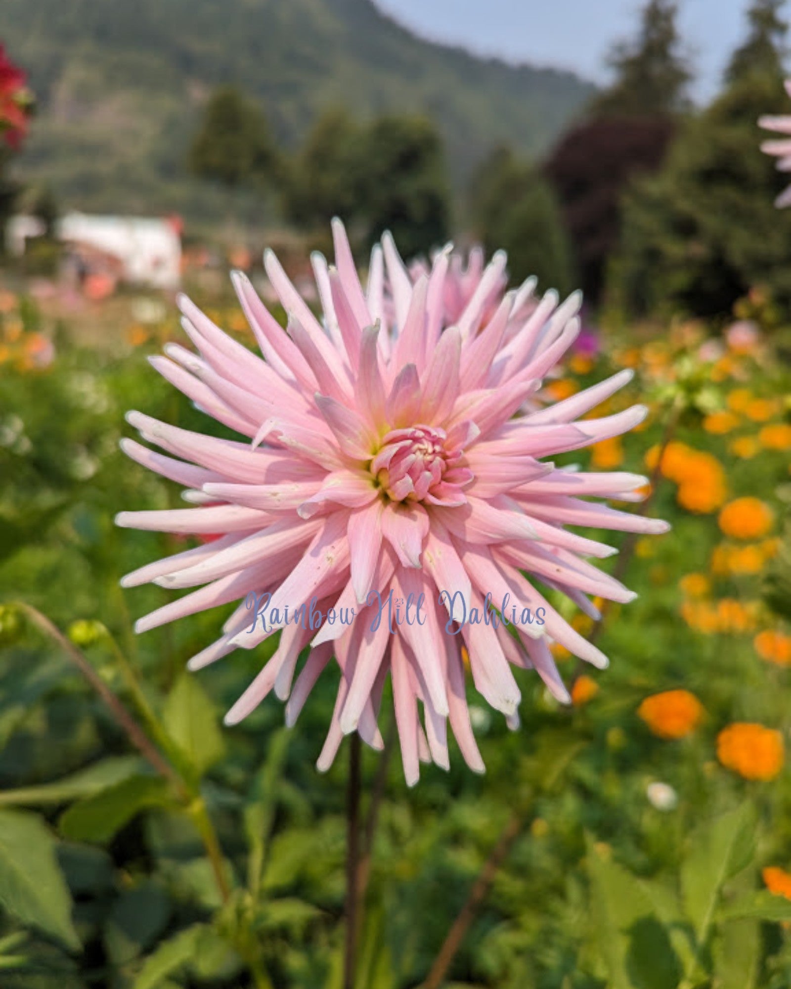 Rose Fletcher Miss Rose Fletcher – Rainbow Hill Dahlias