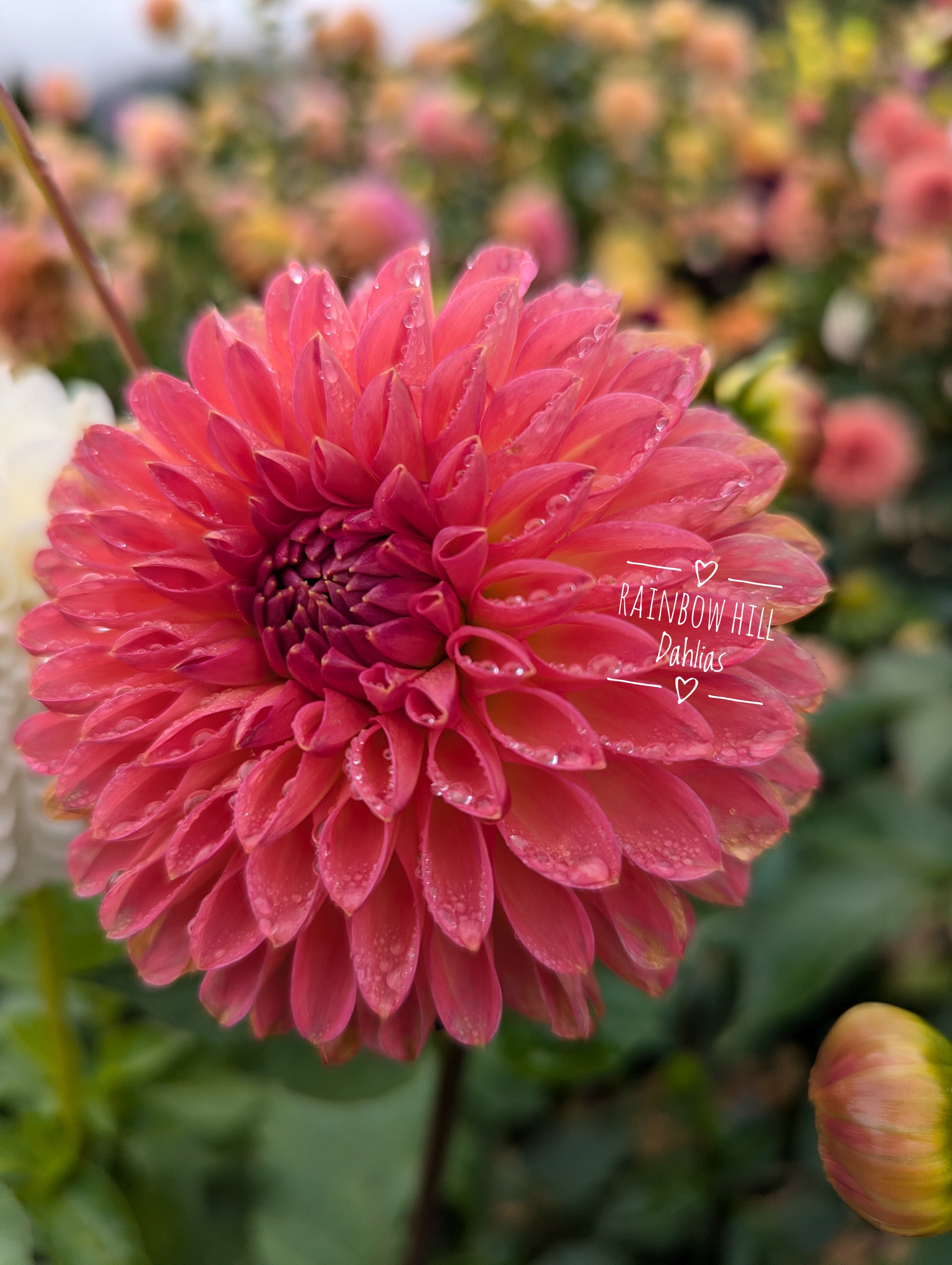 Camano Roo โ Rainbow Hill Dahlias