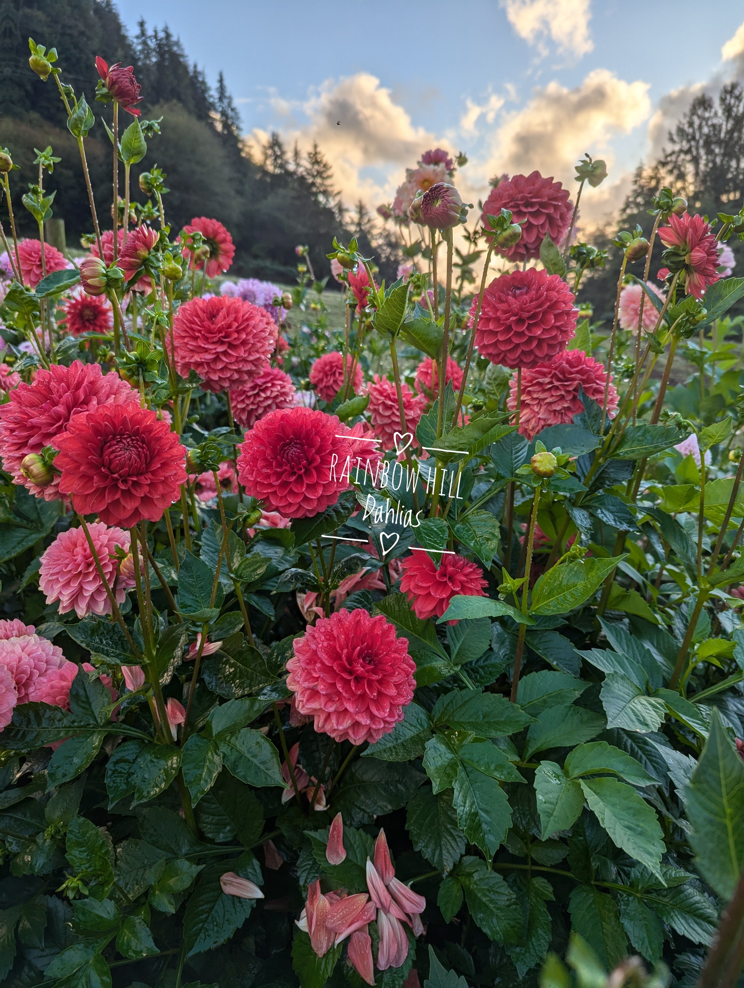 Mason 5 Pack Rainbow Hill Dahlias Mason 5 pack rainbow hill dahlias