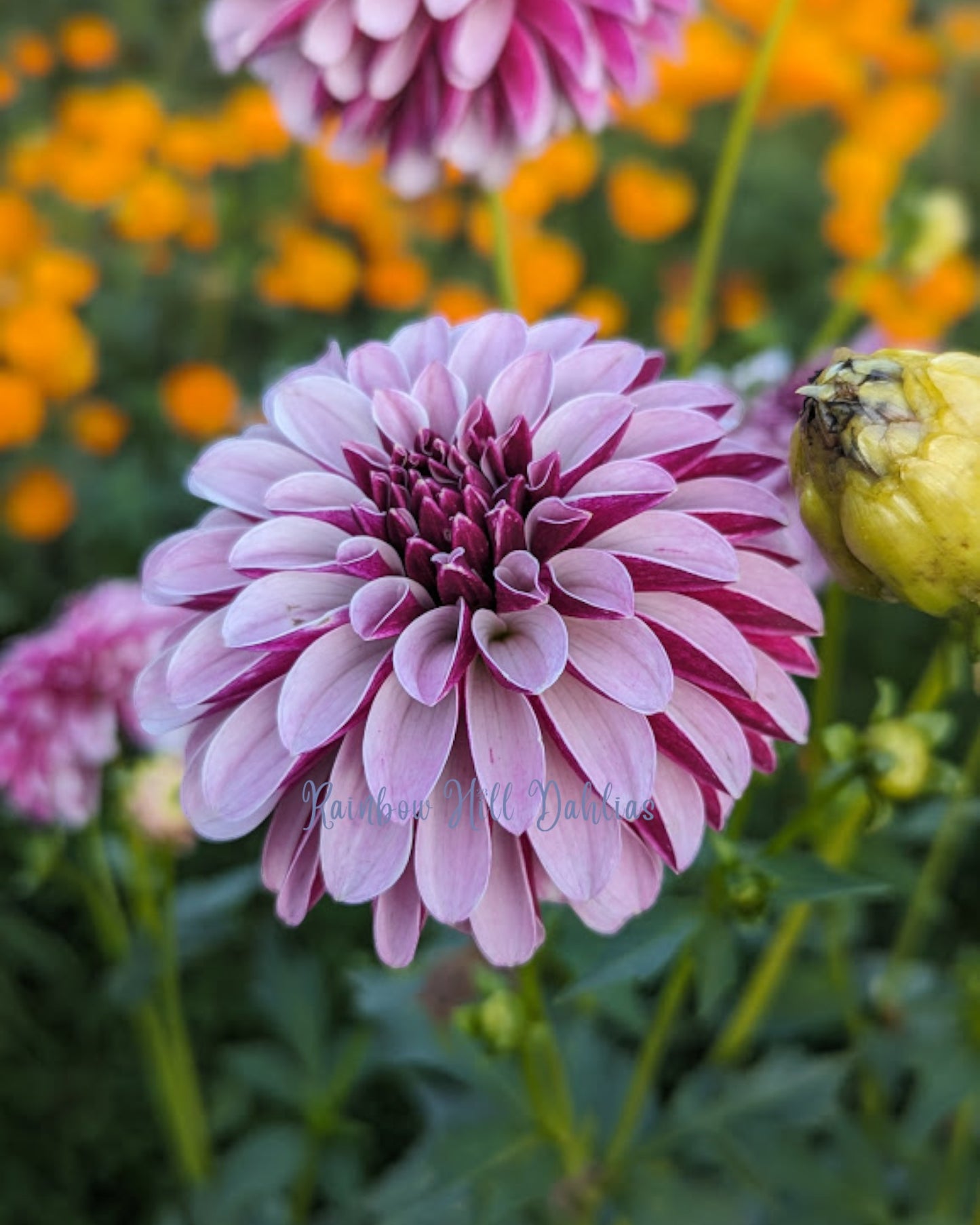 Salish Twilight Girl Seed Parent - Dahlia Seeds - 25 Seeds