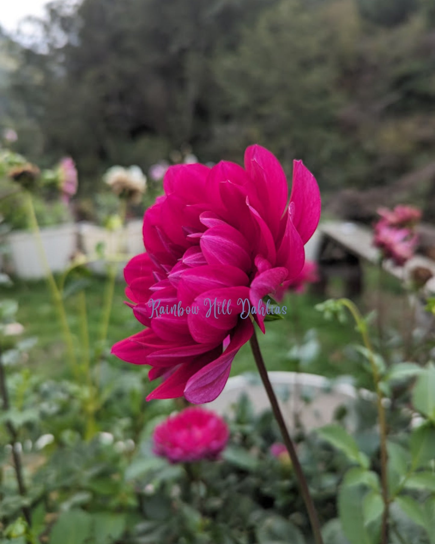 Sandia Bertha