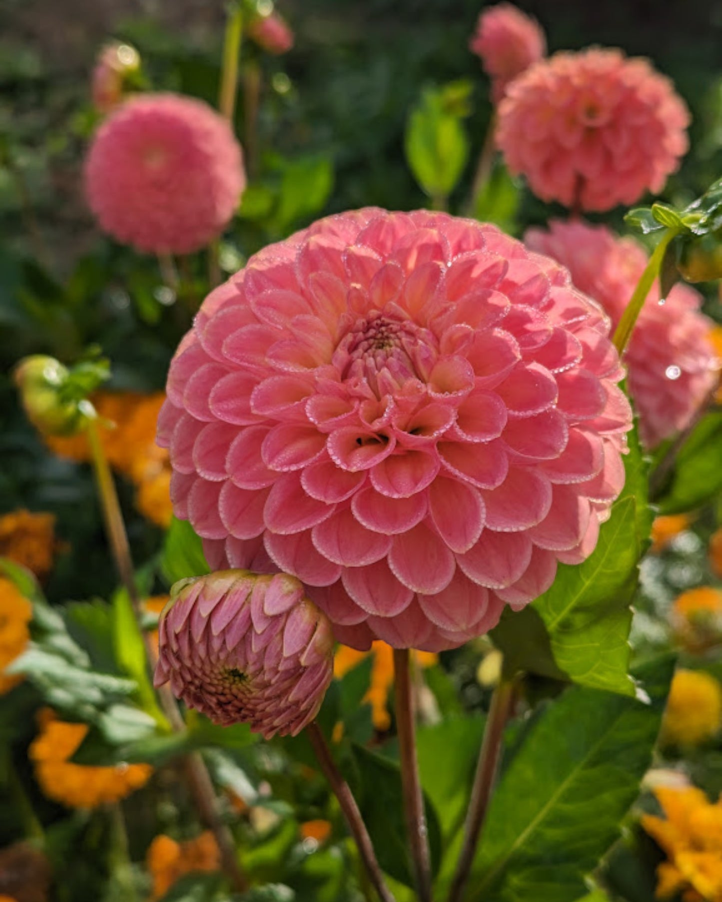 Snoho Doris Seed Parent - Dahlia Seeds - 25 Seeds