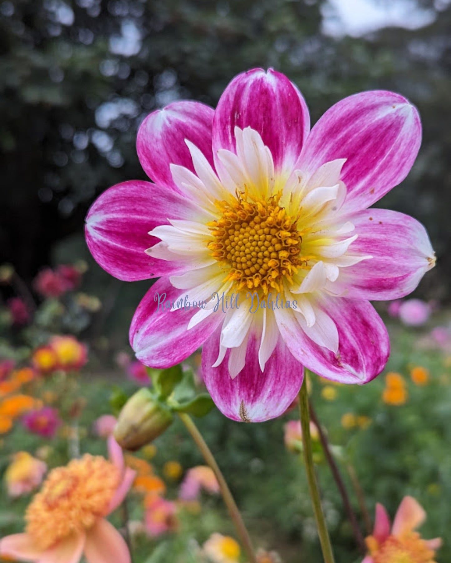 Collarette Mix - Dahlia Seeds - 25 Seeds