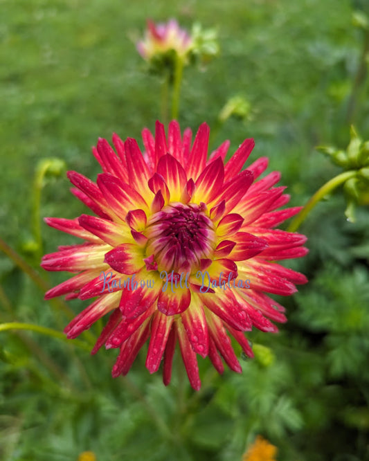 Weston Spanish Dancer